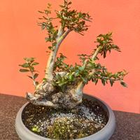 Bonsai olivastro