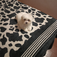 Cucciola maltese mini Toy