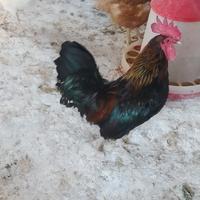 Gallo