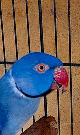 Parrocchetto dal collare viola