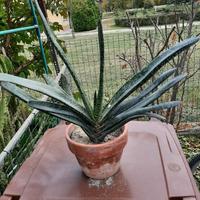 Pianta aloe variegata