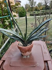 Pianta aloe variegata