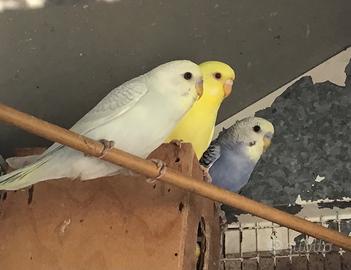Coppia Cocorite