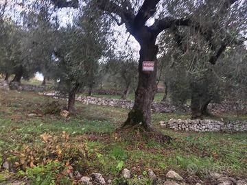 Terreno con uliveto