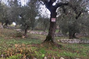 Terreno con uliveto