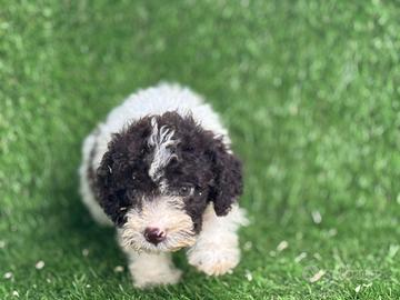Lagotto romagnolo 
