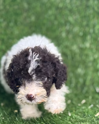 Lagotto romagnolo 