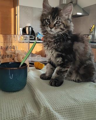 Cucciola Maine Coon con pedigree