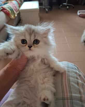 Gatti persiani