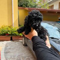 Barboncino mini Toy