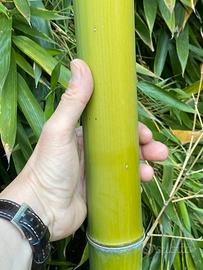 Bamboo Bambù