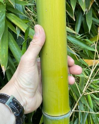 Bamboo Bambù