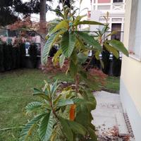 Pianta di Nespolo con Cavolo Ornamentale