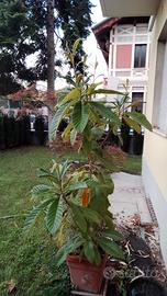 Pianta di Nespolo con Cavolo Ornamentale