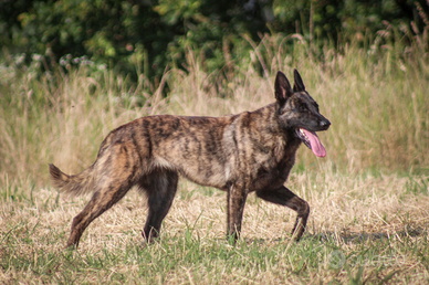 Femmina Pastore Olandese