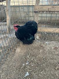 Gallo cocincina nana