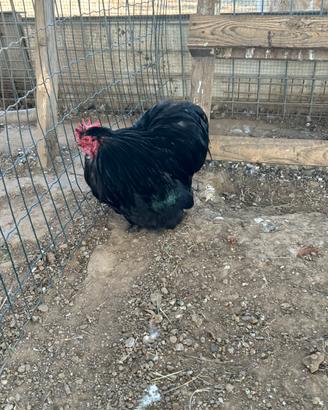 Gallo cocincina nana