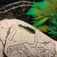 Ancistrus