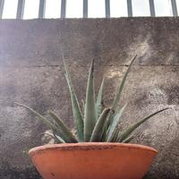cinque Piante in Vaso di Terracotta