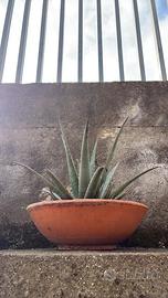 cinque Piante in Vaso di Terracotta