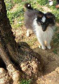 Pastore dello shetland il mini Lassie
