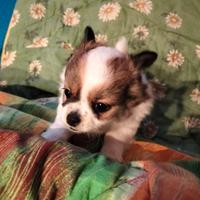 Disponibile chihuahua femmina bianco con fulvo blu