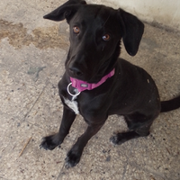 Cucciola di 1 anno e 4 mesi