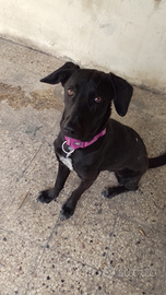 Cucciola di 1 anno e 4 mesi