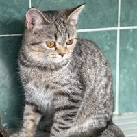 Scotish fold