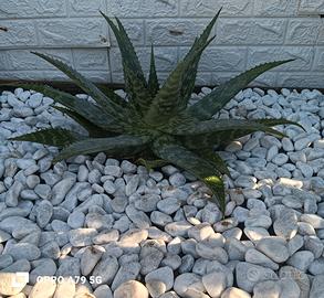 aloe saponaria 