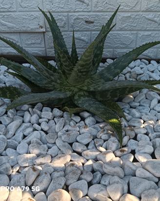 aloe saponaria 