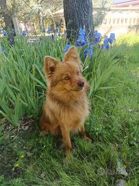 Volpino 1 anno super allegro