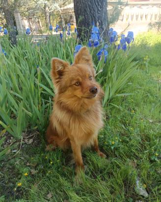 Volpino 1 anno super allegro