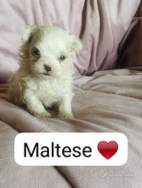 Maltese pedigree enci