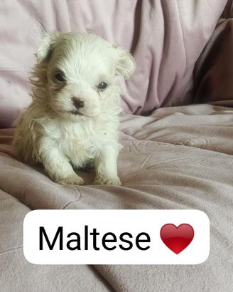 Maltese pedigree enci