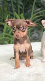 Chihuahua cuccioli