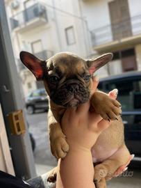 Bull dog francese