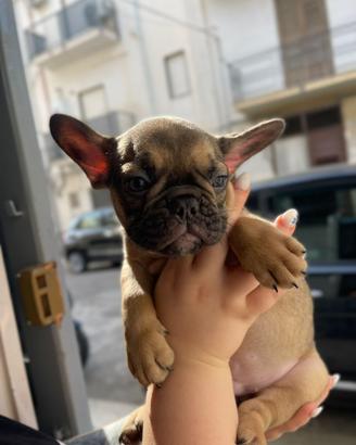 Bull dog francese