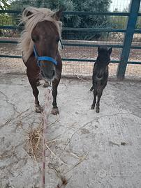 Pony e puledro
