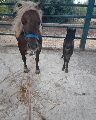 Pony e puledro