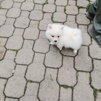 Volpino di Pomerania