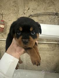 Rottweiler
