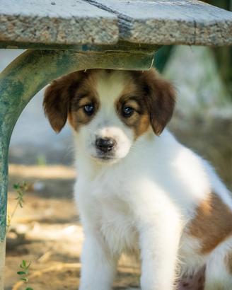 Cuccioli Pastore australiano x Breton