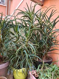 aloe arborescens