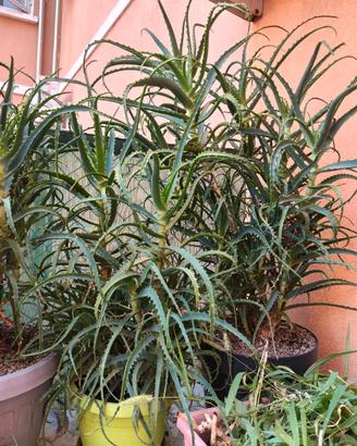 aloe arborescens