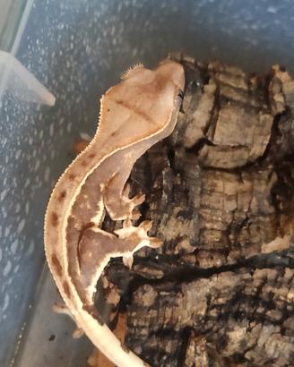 Baby geco ciliatus