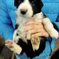 Cuccioli di bordercollie