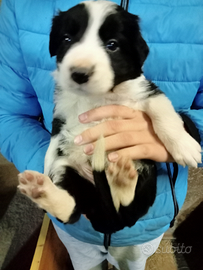 Cuccioli di bordercollie