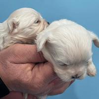 Maltese coreano Allevamento top