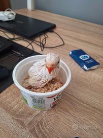 Parrocchetto dal collare albino